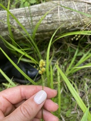 Carex crawfordii