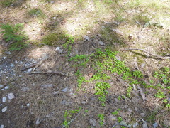 Poa saltuensis saltuensis