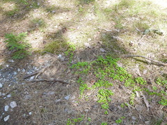 Poa saltuensis saltuensis