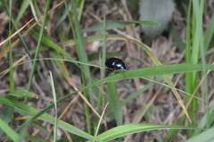 Chrysochus asclepiadeus