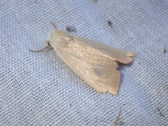 Arenostola phragmitidis