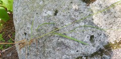 Poa saltuensis saltuensis