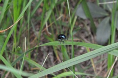 Chrysochus asclepiadeus