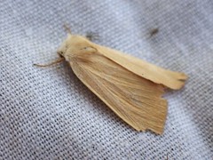 Arenostola phragmitidis