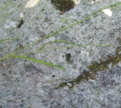 Poa saltuensis saltuensis