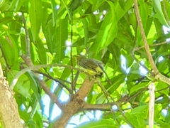 Saltator olivascens
