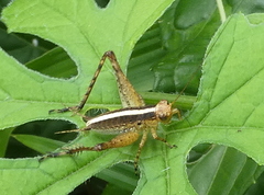 Eneoptera