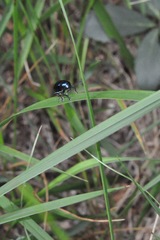 Chrysochus asclepiadeus