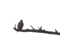 Falco peregrinus anatum