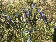 Gentiana brachyphylla