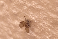 Clogmia albipunctata