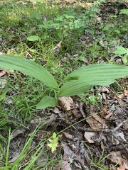Cypripedium parviflorum