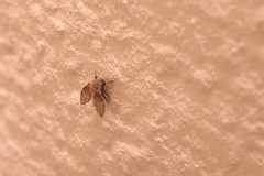 Clogmia albipunctata