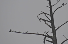 Falco peregrinus anatum