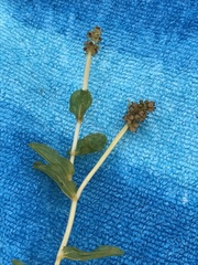 Potamogeton perfoliatus