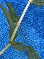 Potamogeton perfoliatus