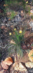 Euryops rupestris