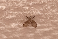 Clogmia albipunctata