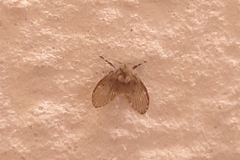 Clogmia albipunctata