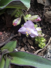 Thyrsanthemum floribundum