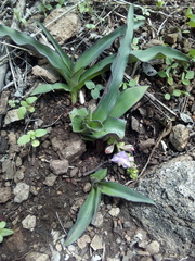 Thyrsanthemum floribundum