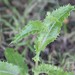 photo of Prickly Sowthistle (Sonchus asper)