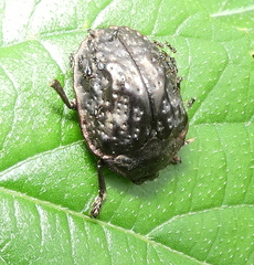 Polychalca aerea