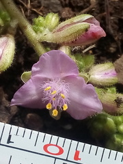 Thyrsanthemum floribundum