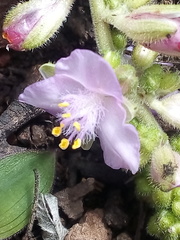 Thyrsanthemum floribundum