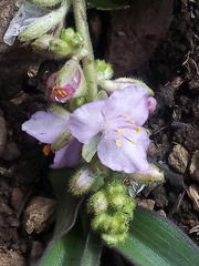 Thyrsanthemum floribundum