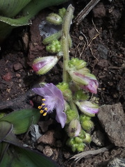 Thyrsanthemum floribundum