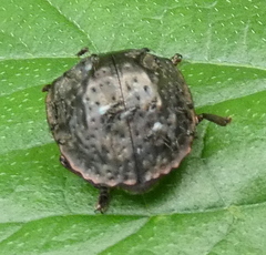 Polychalca aerea