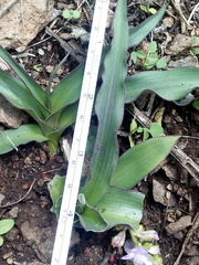 Thyrsanthemum floribundum