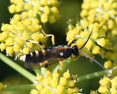 Ichneumon sarcitorius