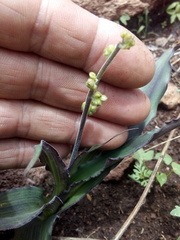 Thyrsanthemum floribundum
