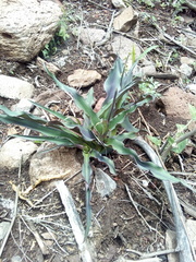 Thyrsanthemum floribundum