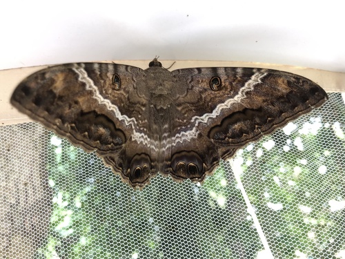 Black witch moth