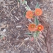 photo of Desert Globemallow (Sphaeralcea ambigua)