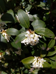 Osmanthus × burkwoodii