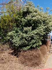 Osmanthus × burkwoodii