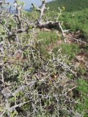 Condalia correllii