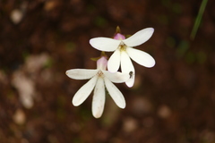 Pinguicula parvifolia