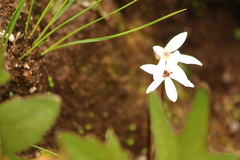 Pinguicula parvifolia