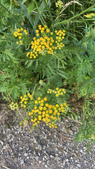 Tanacetum vulgare