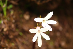 Pinguicula parvifolia