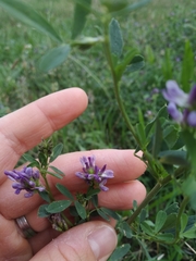 Medicago sativa