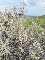 Condalia correllii