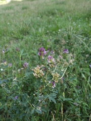 Medicago sativa
