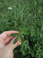 Medicago sativa