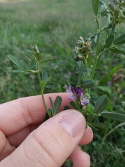 Medicago sativa